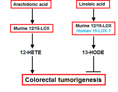 Proposed schema for arachidonic acid and linoleic acid metabolism-mediated colorectal tumorigenesis.
