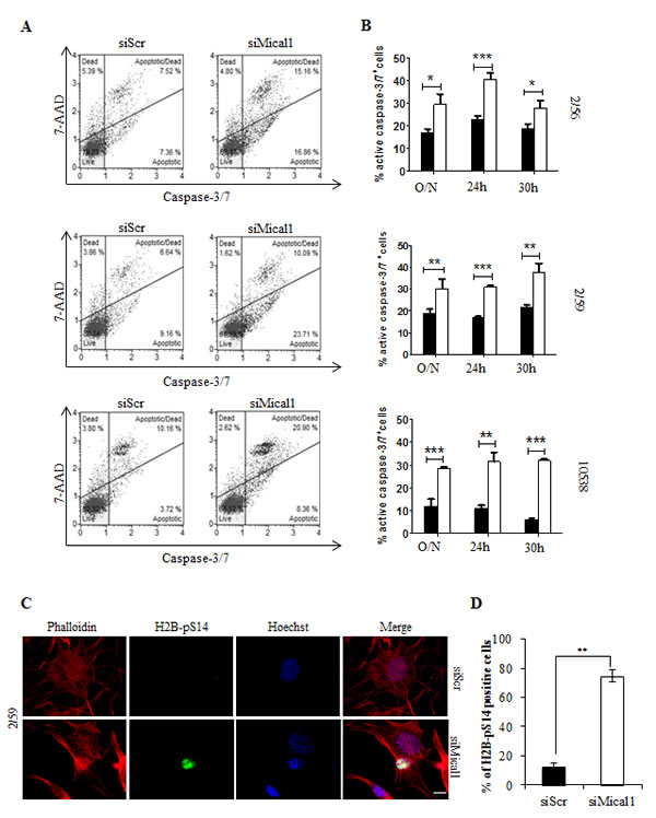 Silencing Mical1 induces Caspase 3/7 activation and H2B phosphorylation on Serine 14.