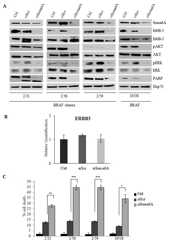 Interference for Sema6A induces cells death, and inhibits PI3K pathway.