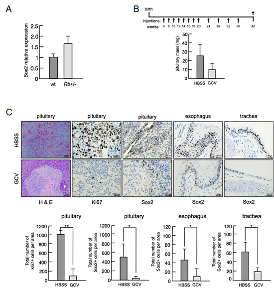 Figure 4: