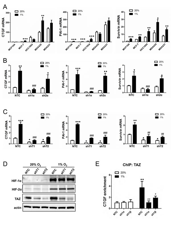 Analysis of TAZ target gene expression.