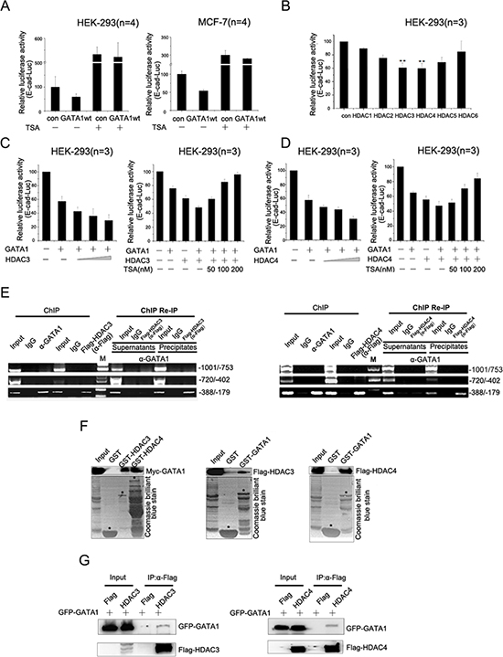 GATA1 recruits HDAC3/4 to down-regulate E-cadherin transcription.