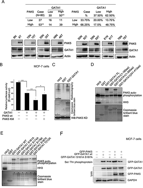 GATA1 is a physiological substrate of p21-activated kinase 5.