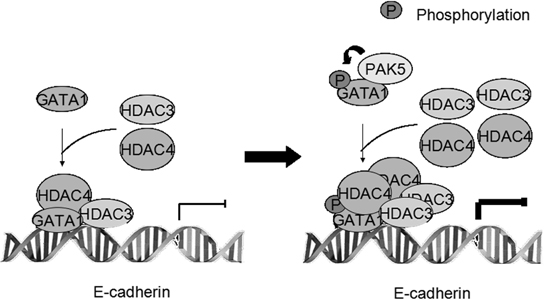 Proposed model showing the role of GATA1 and its phosphorylation in repressing E-cadherin transcription.