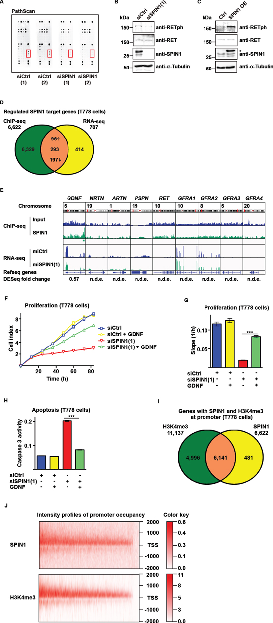 SPIN1 modulates RET signaling by controlling GDNF expression.