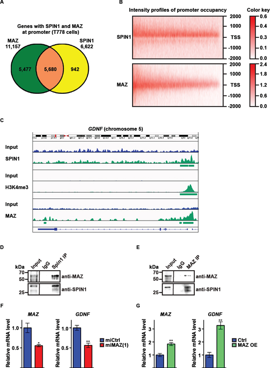 SPIN1 controls liposarcoma cell proliferation and survival by enhancing GDNF expression in cooperation with the transcription factor MAZ.