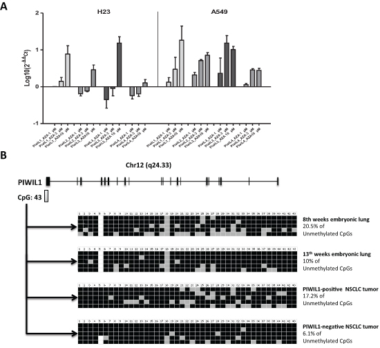Study of the methylation of PIWI genes in lung cancer.