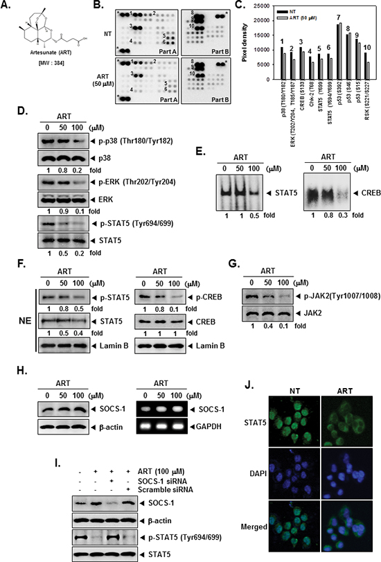 The Human Phospho-Kinase Array detection kit reveals that ART suppresses phosphorylation of p38, ERK, STAT5, and CREB in KBM-5 cells.