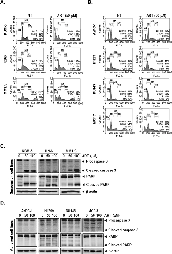 ART induces apoptosis by PARP cleavage through activation of caspase-3.