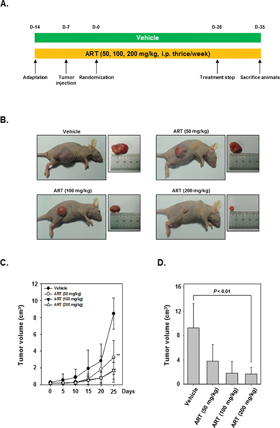 Effects of ART in human myeloid leukemia cells growth in nude mice induced by KBM-5.