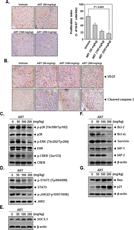 ART exerts the effect against tumor cell proliferation and angiogenesis in myeloid leukemia.