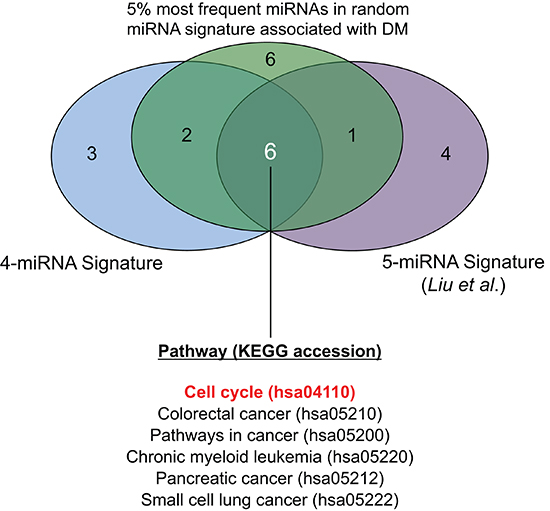 Venn diagram showing commonly and uniquely enriched pathways across three sets of miRNA-targets.