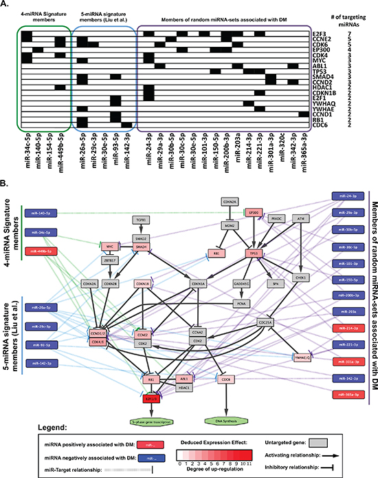 Cell-cycle related genes targeted by miRNAs associated with risk of distant metastasis.