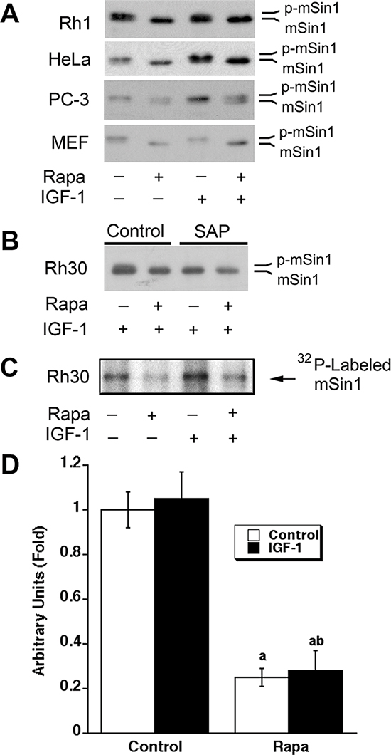 Rapamycin inhibits phosphorylation of mSin1.