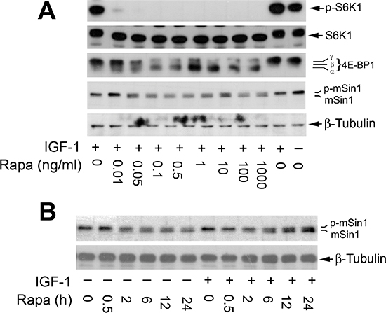Rapamycin inhibits phosphorylation of mSin1 in a concentration and time-dependent manner.