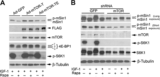 Rapamycin-induced dephosphorylation of mSin1 is dependent on mTOR kinase activity.