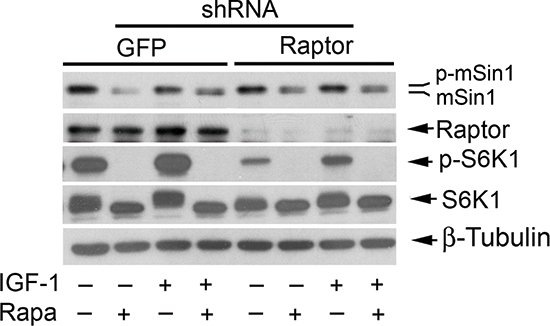 Rapamycin inhibits phosphorylation of mSin1 independently of mTORC1.