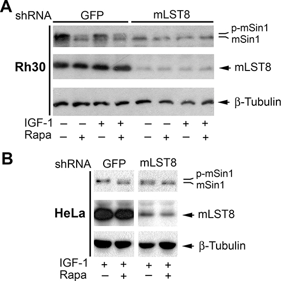 mLST8 is essential for mTOR-mediated phosphorylation of mSin1.