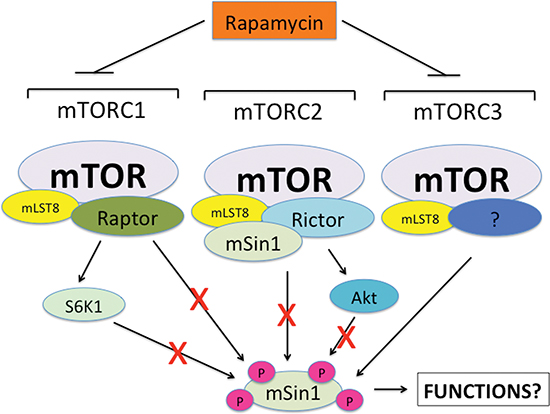 A proposed model showing how rapamycin inhibits mSin1 phosphorylation.