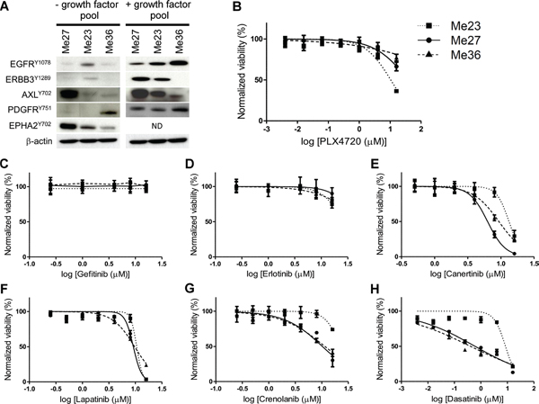RTK activation and effect of RTKs inhibitors on BRAFV600E EGFRHIGH/ERBB3LOW-Invasive melanoma cell lines.
