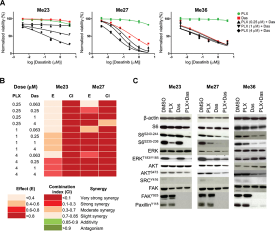 Effect of Dasatinib and Dasatinib/PLX4720 combination on BRAFV600E EGFRHIGH/ERBB3LOW-Invasive melanoma cell lines.