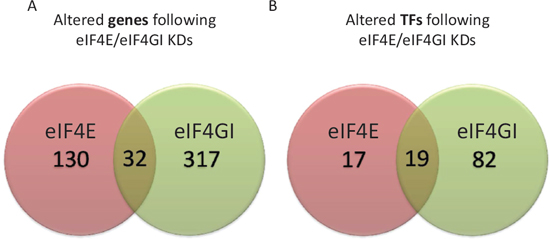 RPMI 8226 eIF4E/eIF4GI KDs demonstrated distinct dissimilarities in transcribed genes&#x2019; repertoires and TFs.