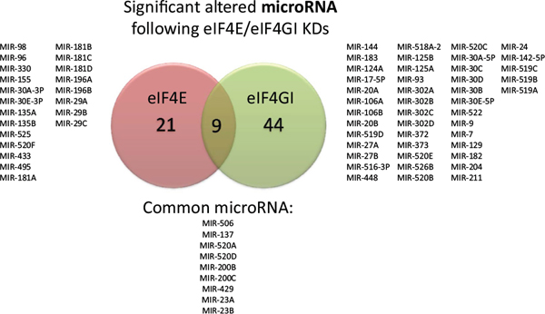 Effect of eIF4E/eIF4GI KDs on predicted microRNA repertoire in RPMI 8226 cells.
