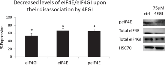 Decreased levels of eIF4E/eIF4GI upon their disassociation by 4EGI.