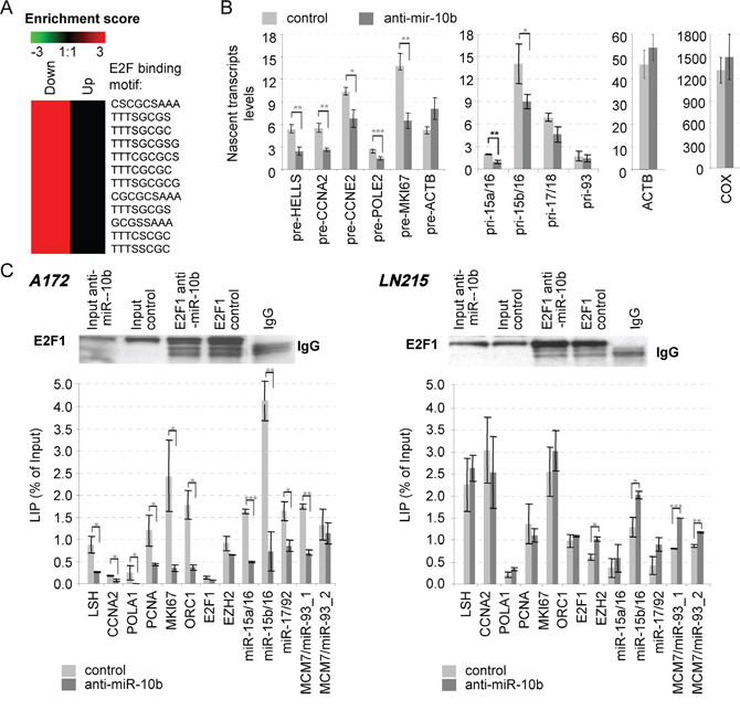 Down-regulation of E2F1 transcription by miR-10b inhibitor.