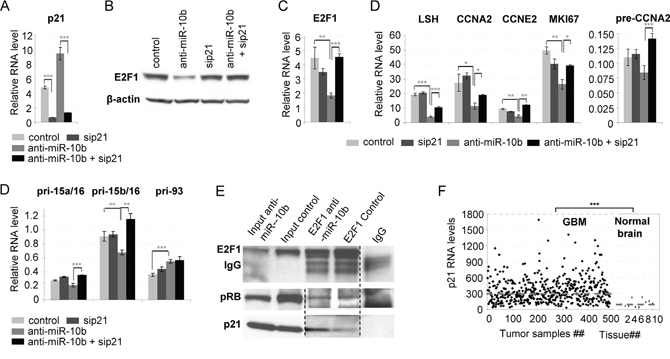 Repression of E2F1 and E2F1 target genes by inhibition of miR-10b is p21-dependent.