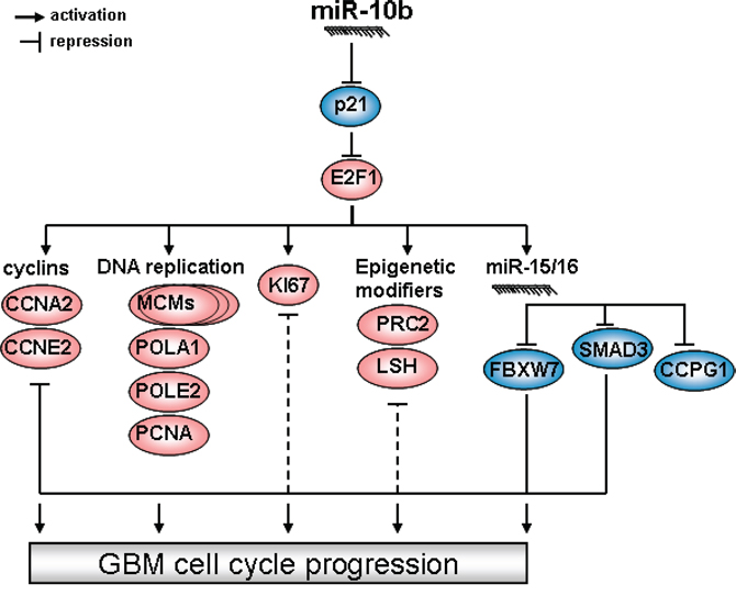The hierarchy of miR-10b control over glioma cell cycle progression.