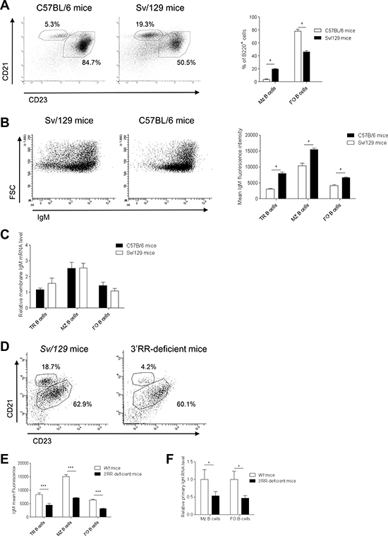B cell fate and IgM expression in C57BL/6 and Sv/129 mice.