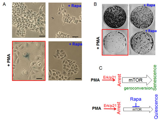 Suppression of PMA-induced senescence by rapamycin in SkBR3 cells.