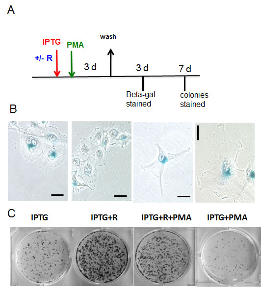 Effects of PMA on IPTG-induced senescence in HT-p21 cells.