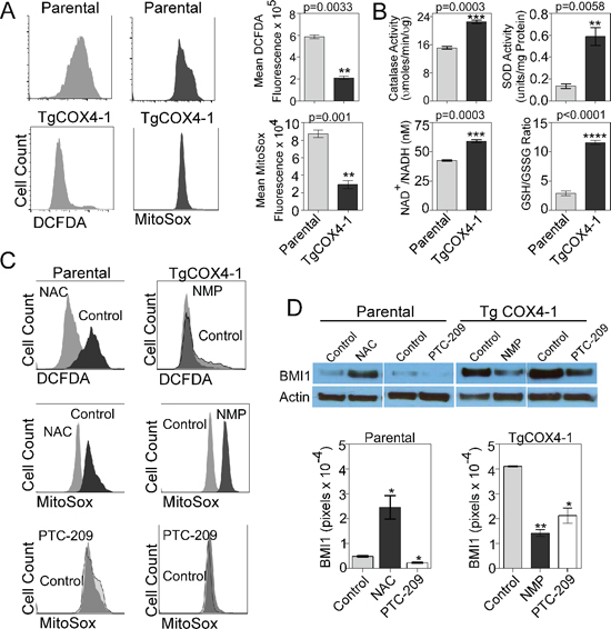 Mitochondrial ROS regulates BMI1 expression.