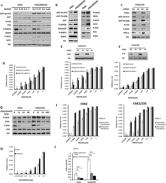 Activation of PI3K/AKT/mTOR and PDK1/MYC survival pathway in BEZ235-resistant cells.