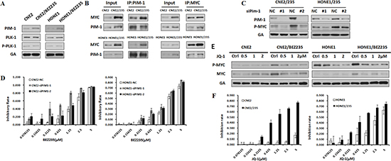 PIM1 Induces MYC Phosphorylation that Drivers BEZ235 Resistance.