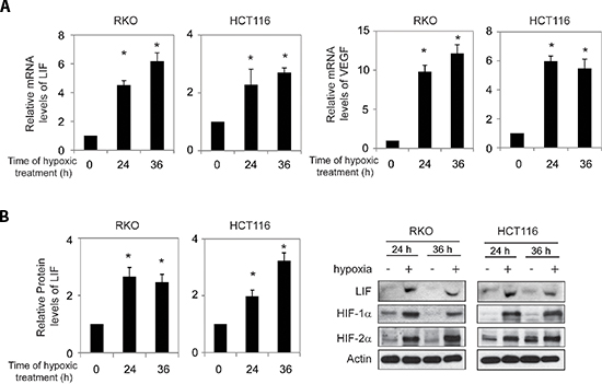 Hypoxia induces LIF expression levels in human colorectal cancer cell lines.
