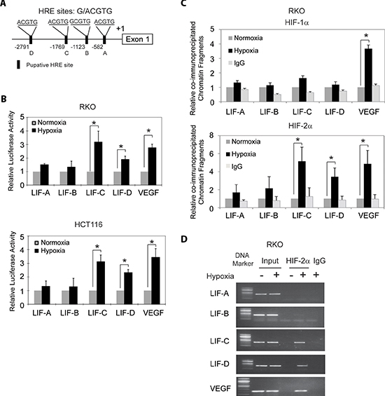 Hypoxia transactivates hypoxia-responsive elements (HREs) in the LIF promoter through HIF-2&#x03B1;.