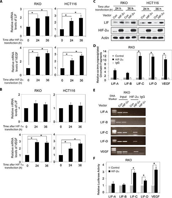 HIF-2&#x03B1; transcriptionally regulates LIF expression.