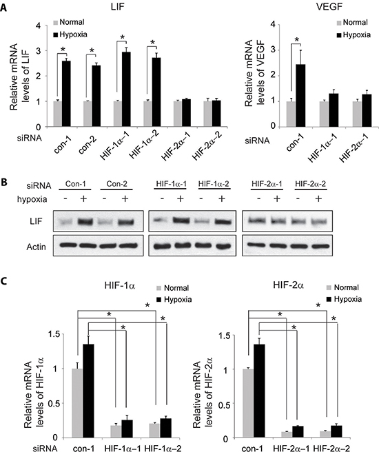 HIF-2&#x03B1; mediates the induction of LIF expression by hypoxia.