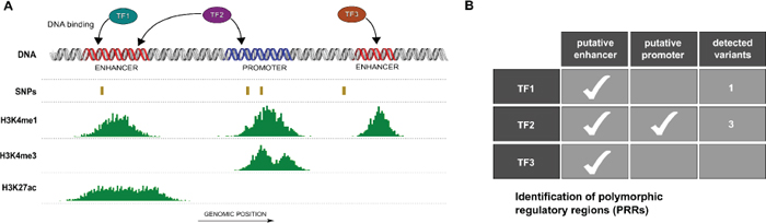 Identification of polymorphic regulatory regions (PRRs).