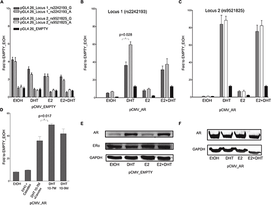 The selected locus 1 and locus 2 regulatory regions act as AR-dependent enhancers in the MCF7 cell line.
