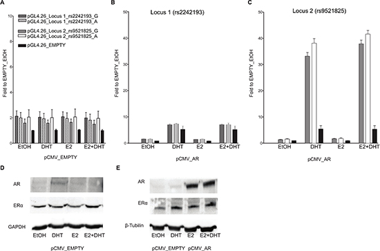 Only locus 2 is AR responsive in PC-3 cells.