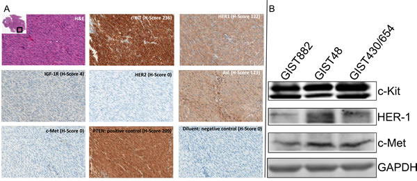 Immunohistochemistry Analysis.