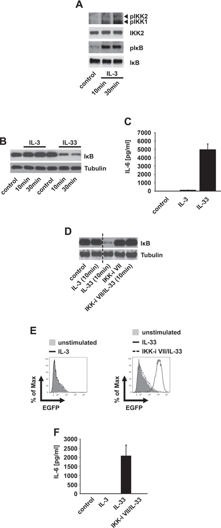 The IL3-induced IKK activation does not mediate I&#x03BA;B&#x03B1; degradation.