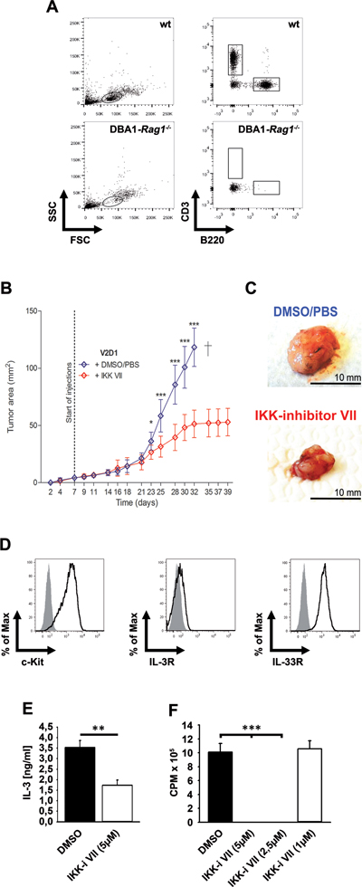 IKK inhibition reduced growth of V2D1 tumors.