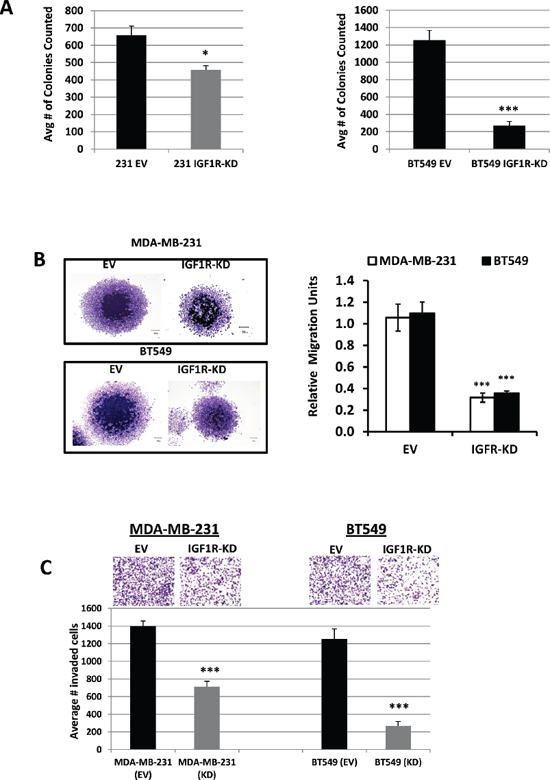 Inhibition of IGF1R suppresses TNBC cell colony formation, migration, and invasion.