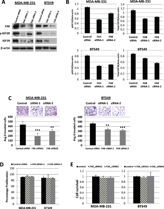Effects of FAK siRNA silencing on IGF1R expression, and cell invasion, proliferation, and survival.