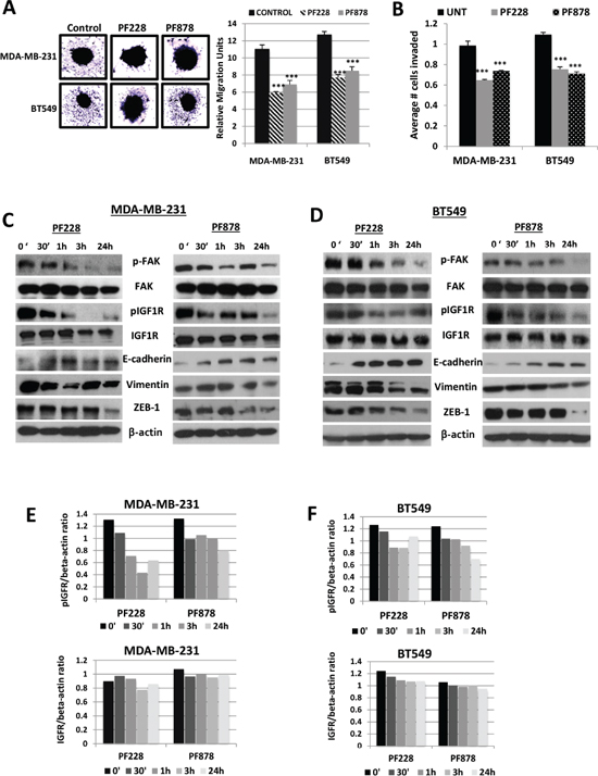 FAK-specific inhibitors suppress spheroid migration, decrease IGF1R phosphorylation, and alter EMT-marker expression levels in TNBC cells.